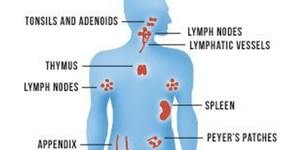 immune system diabetes